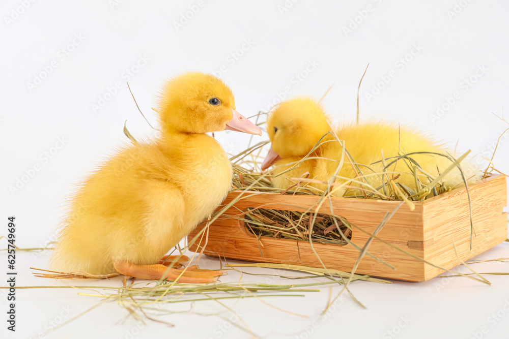 Wooden box with cute ducklings on white background