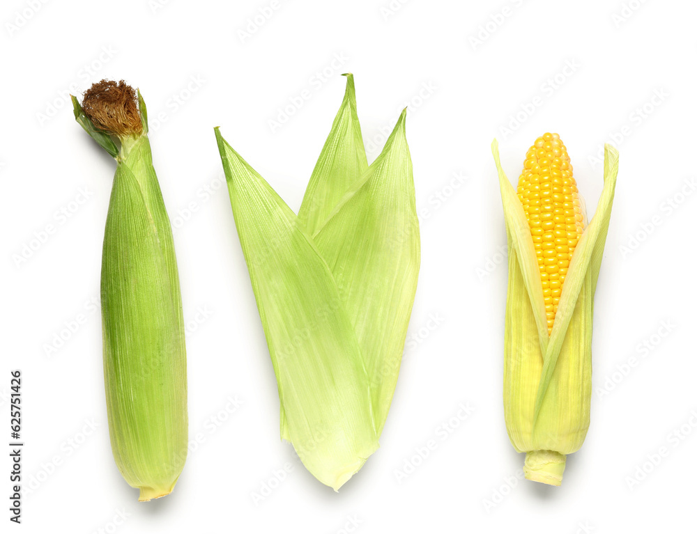 Fresh corn cobs on white background