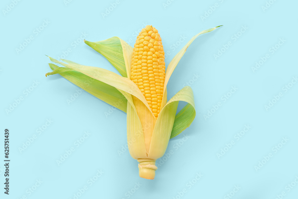 Fresh corn cob on blue background