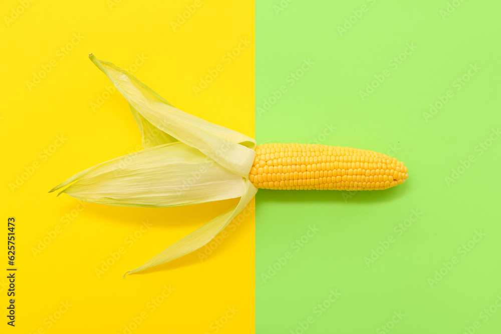 Fresh corn cob on colorful background