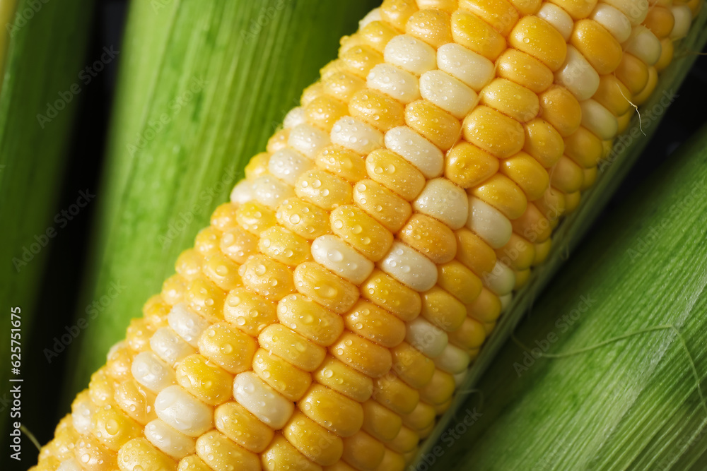 Fresh corn cobs as background, closeup