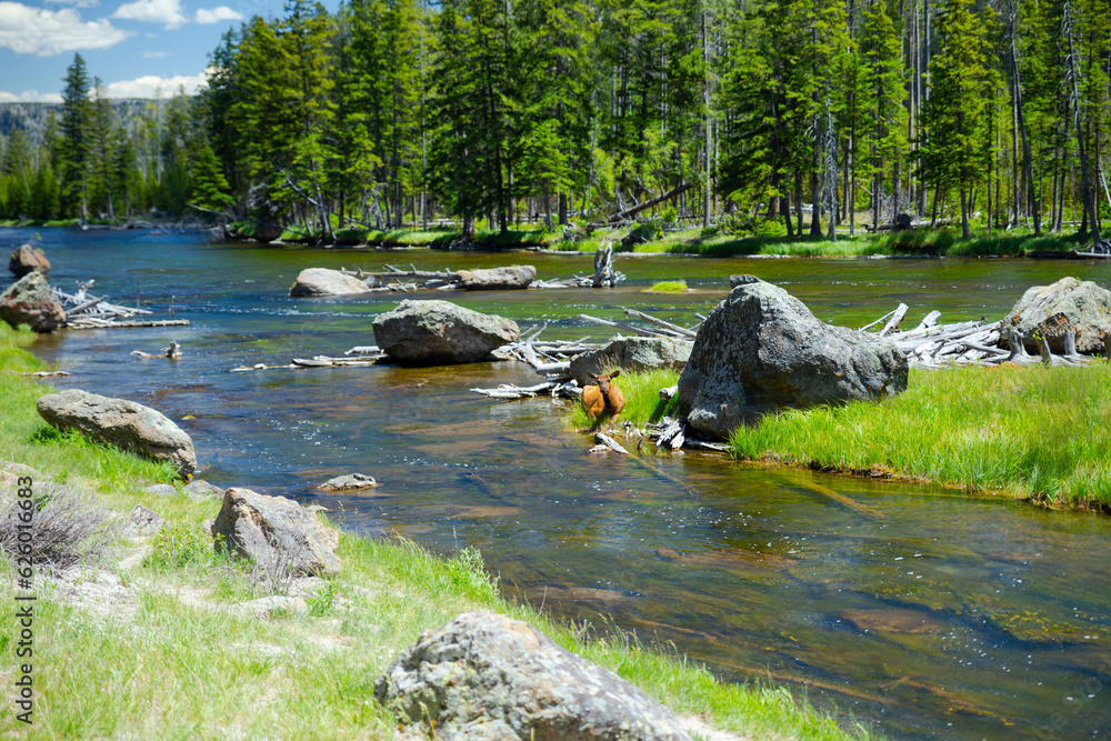 A deer resting on a small patch of land along the river, Yellowstone