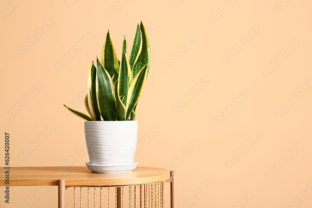 Green houseplant on shelf near beige wall