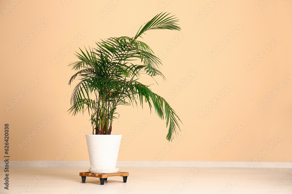 Potted palm tree near beige wall in room