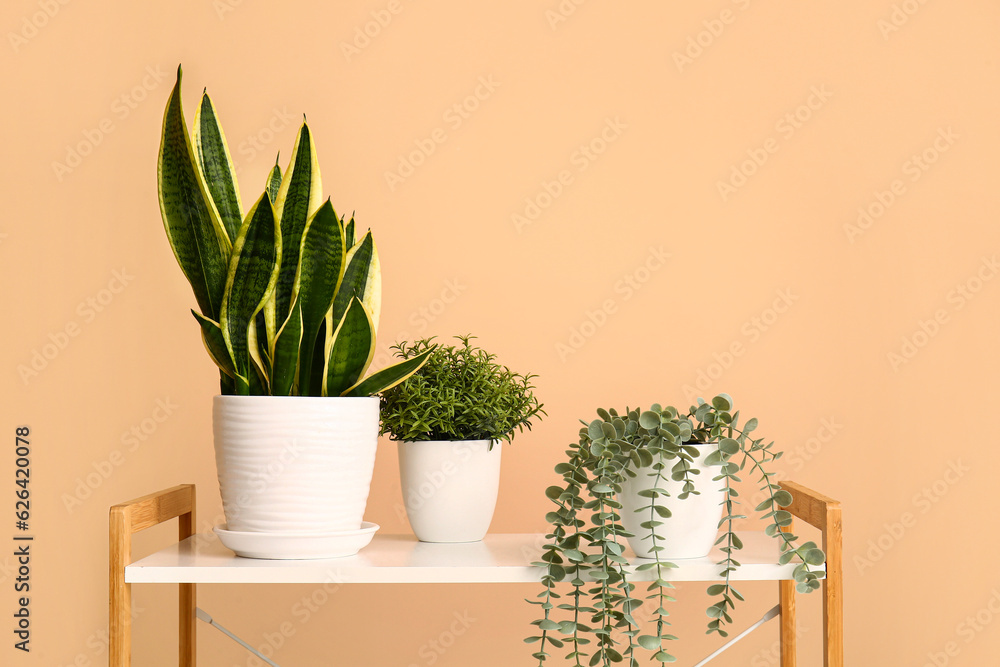 Green houseplants on shelf near beige wall