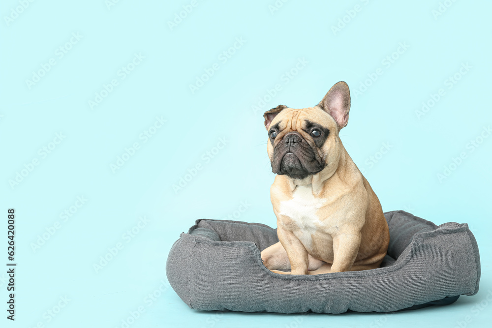 Cute French bulldog in pet bed on blue background