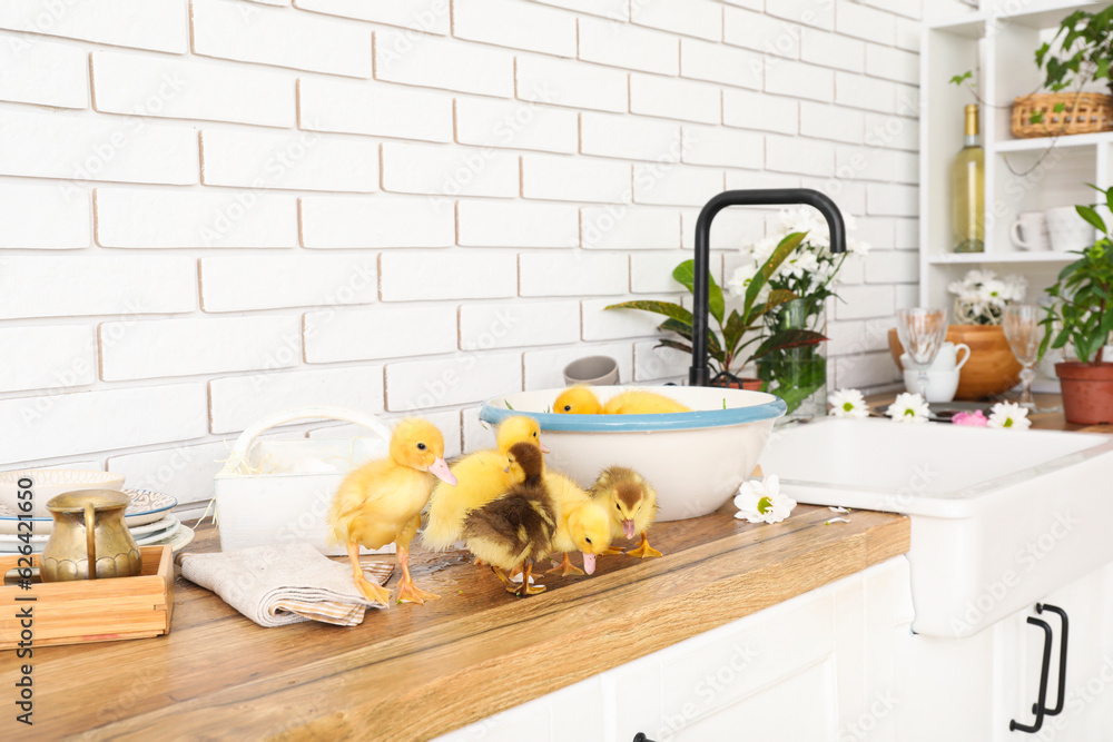 Bowl with water and cute ducklings in kitchen