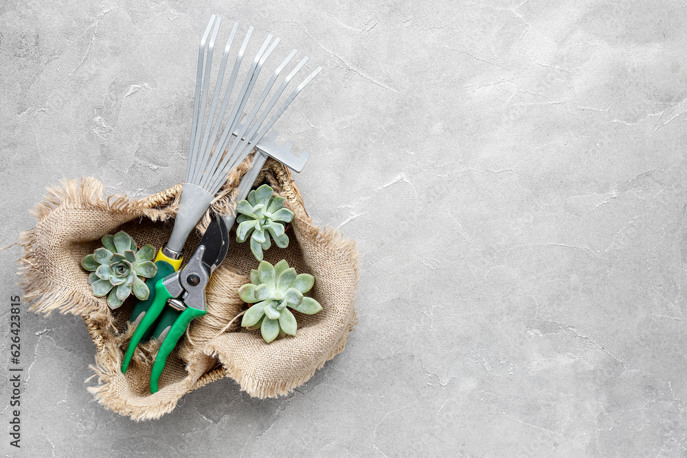 Gardening tools and succulent plants in bag on grey background