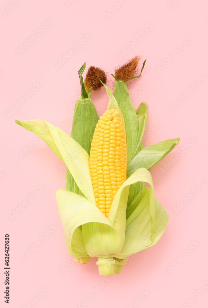 Fresh corn cobs on pink background