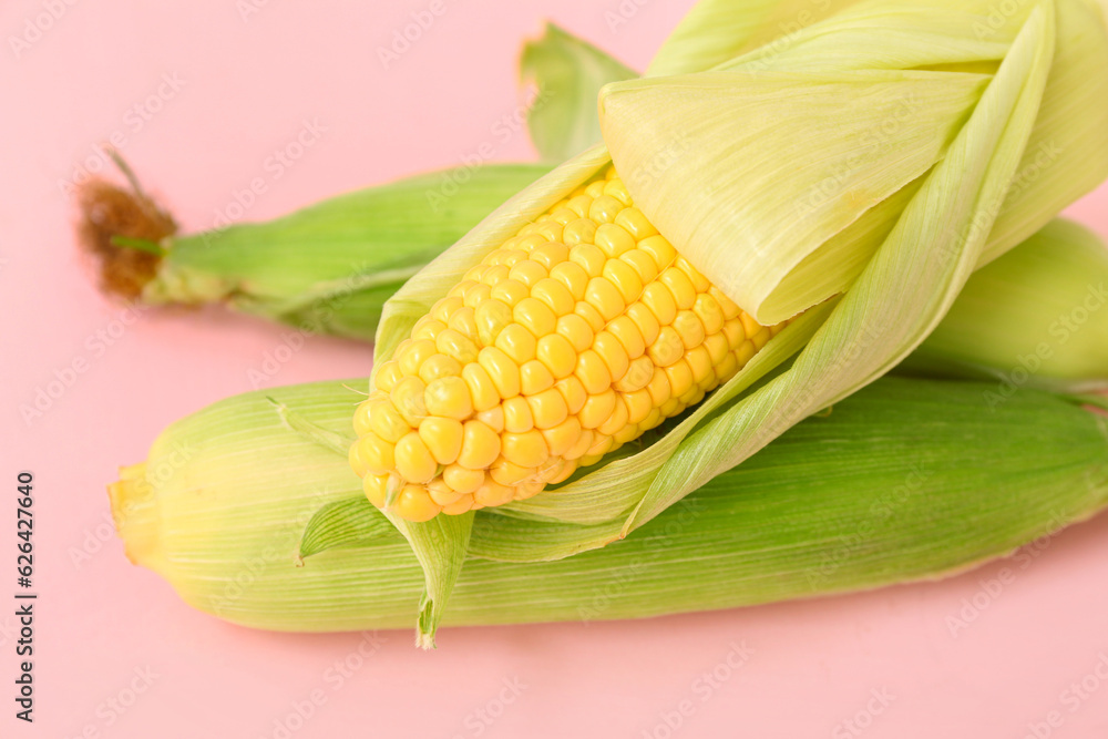 Fresh corn cobs on pink background