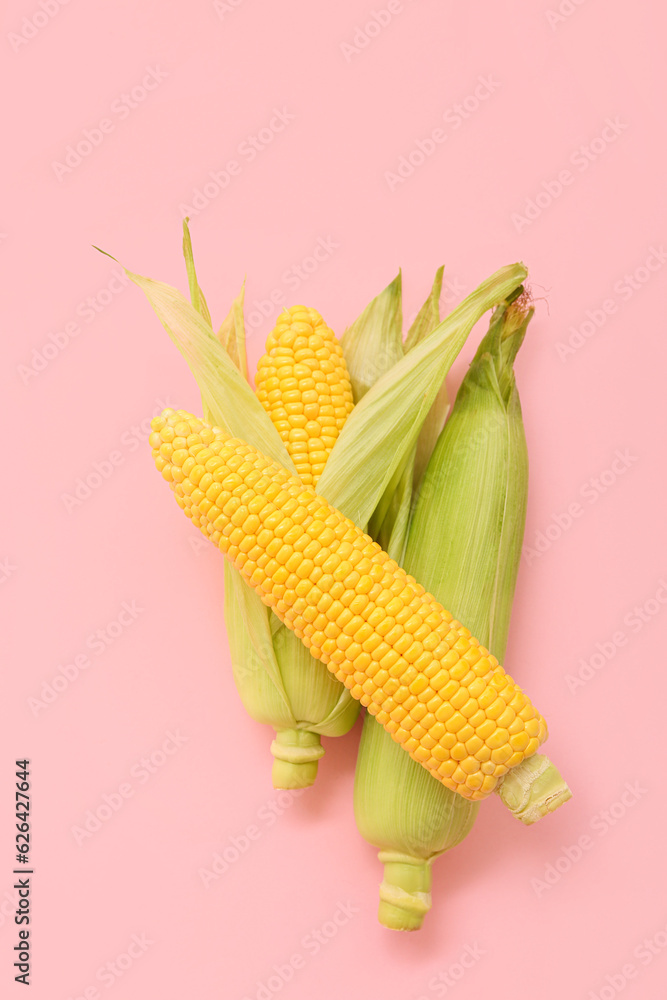 Fresh corn cobs on pink background