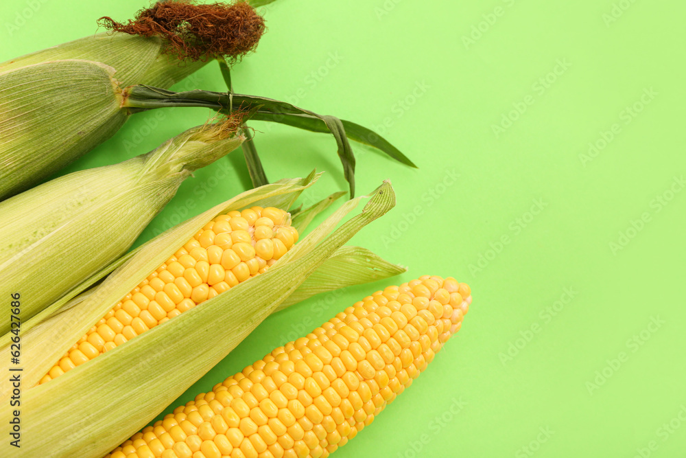 Fresh corn cobs on green background