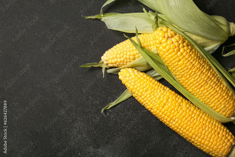 Fresh corn cobs on black background