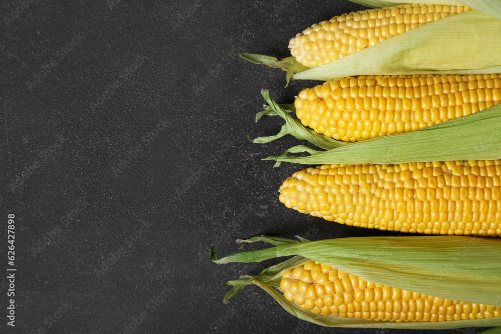 Fresh corn cobs on black background