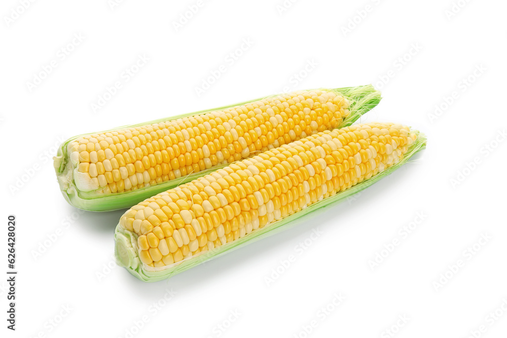 Fresh corn cobs on white background