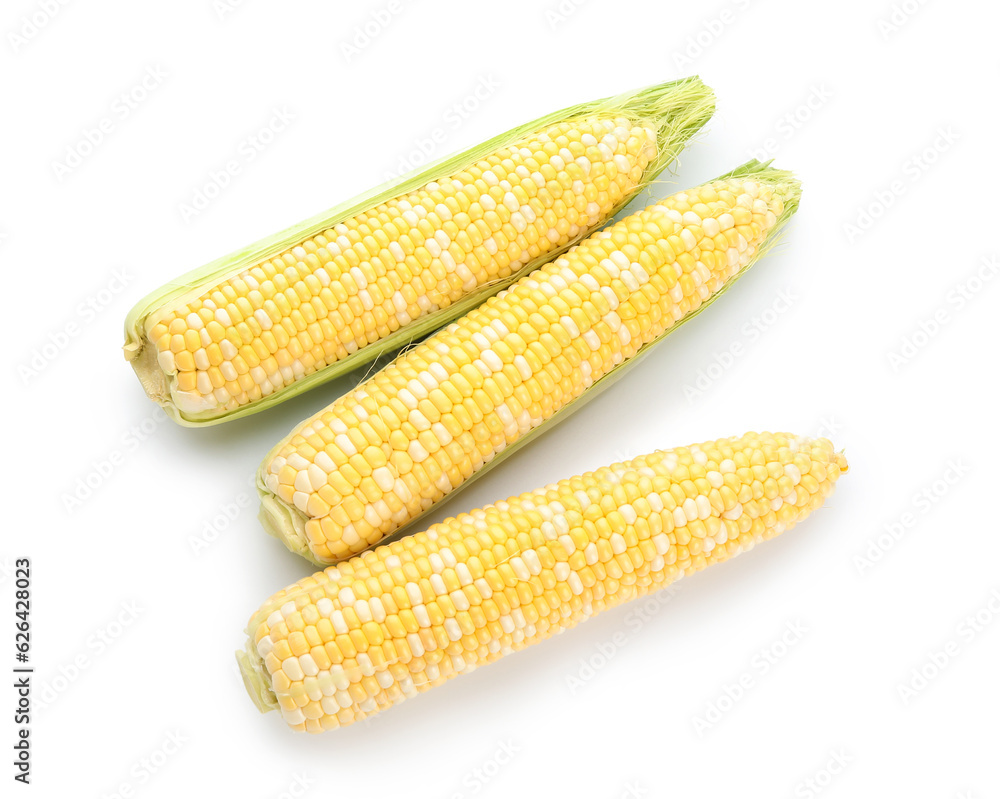 Fresh corn cobs on white background