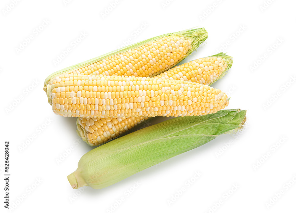 Fresh corn cobs on white background