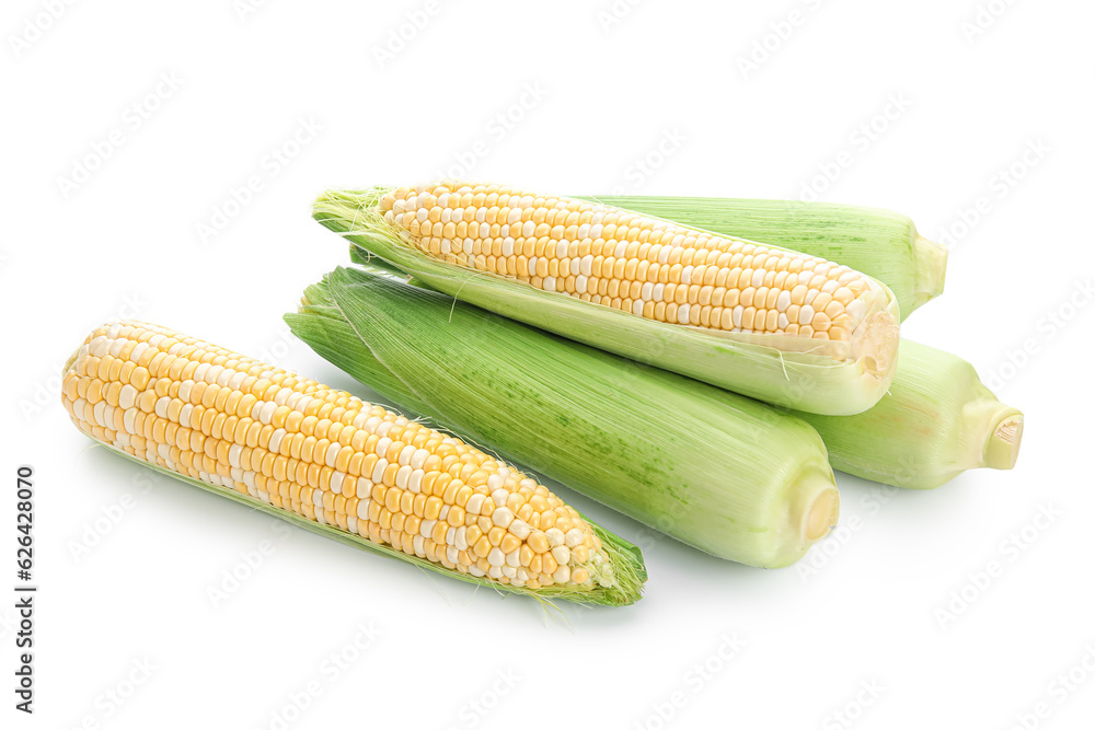 Fresh corn cobs on white background