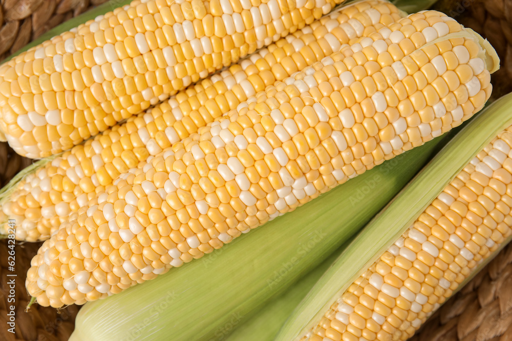 Fresh corn cobs in wicker basket, closeup