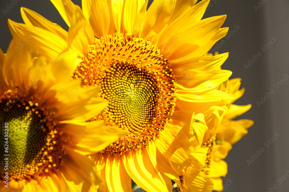 Bouquet of beautiful sunflowers in room, closeup