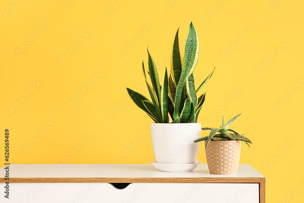 Green houseplants on shelf near yellow wall