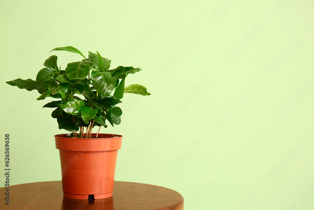 Houseplant on table near green wall