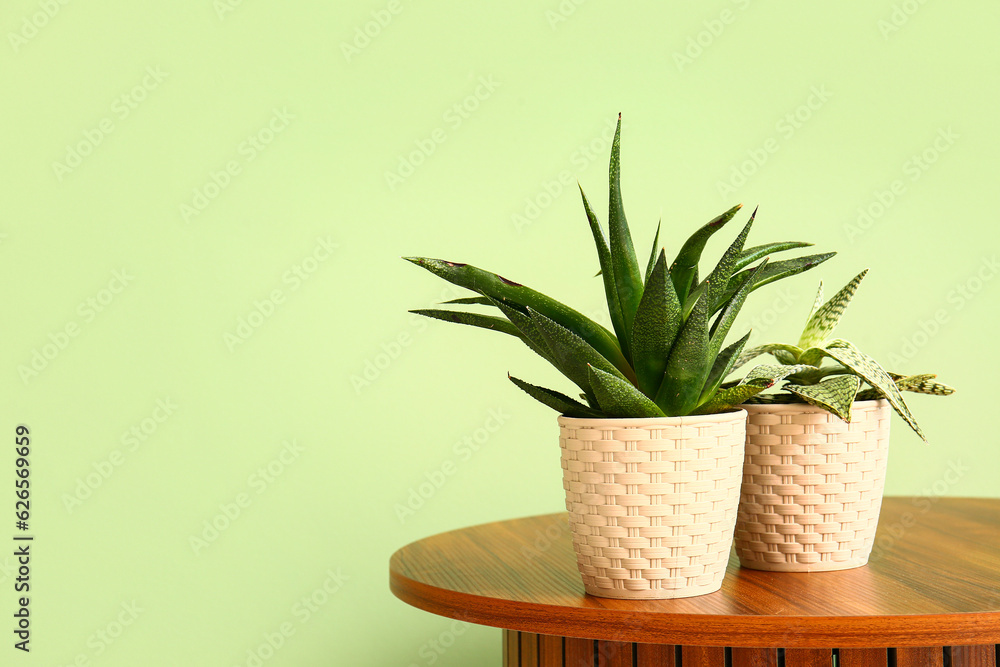 Pots with aloe on table near green wall