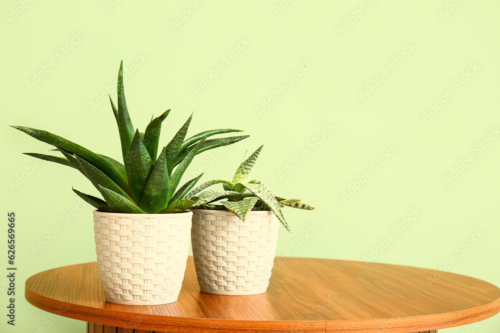 Pots with aloe on table near green wall