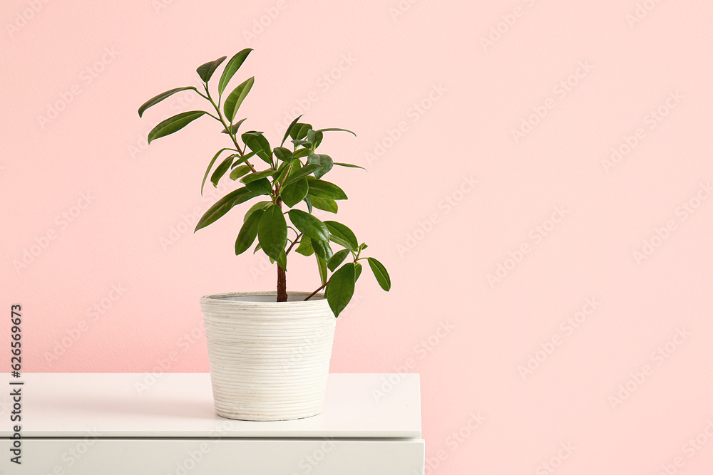 Green houseplant on shelf near pink wall