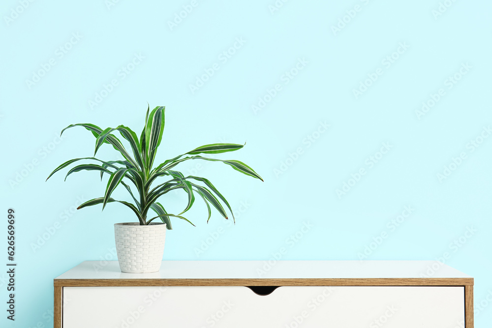 Green houseplant on shelf near blue wall