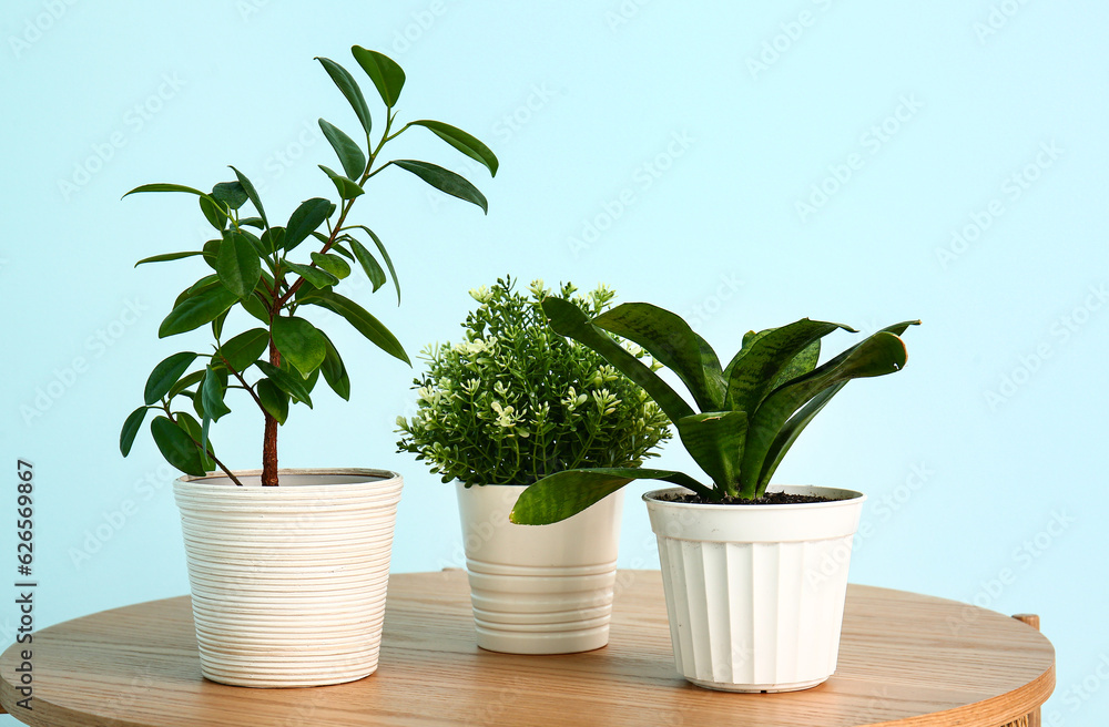 Green houseplants on table near blue wall