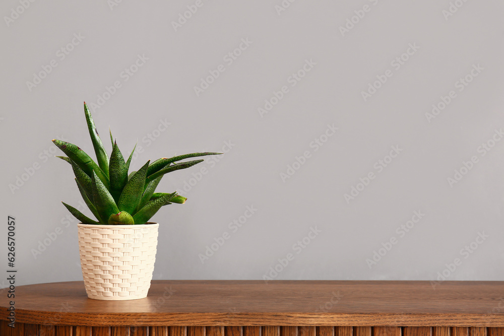 Green houseplant on table near grey wall