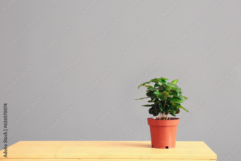 Green houseplant on table near grey wall