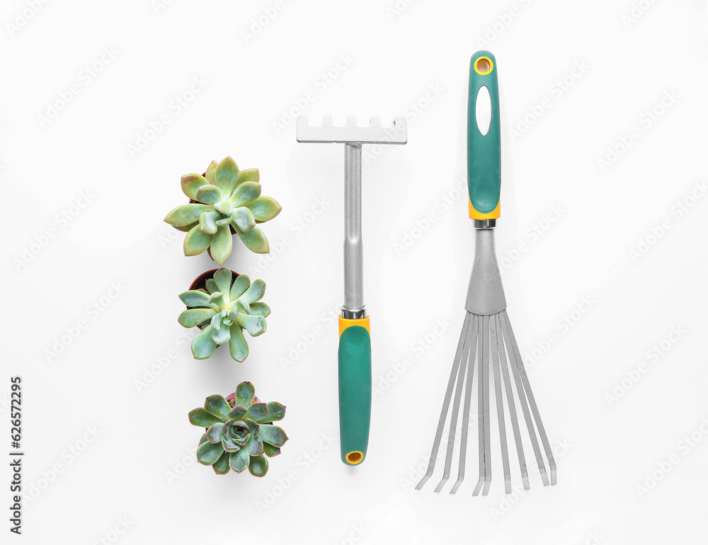 Gardening tools and succulent plants isolated on white background