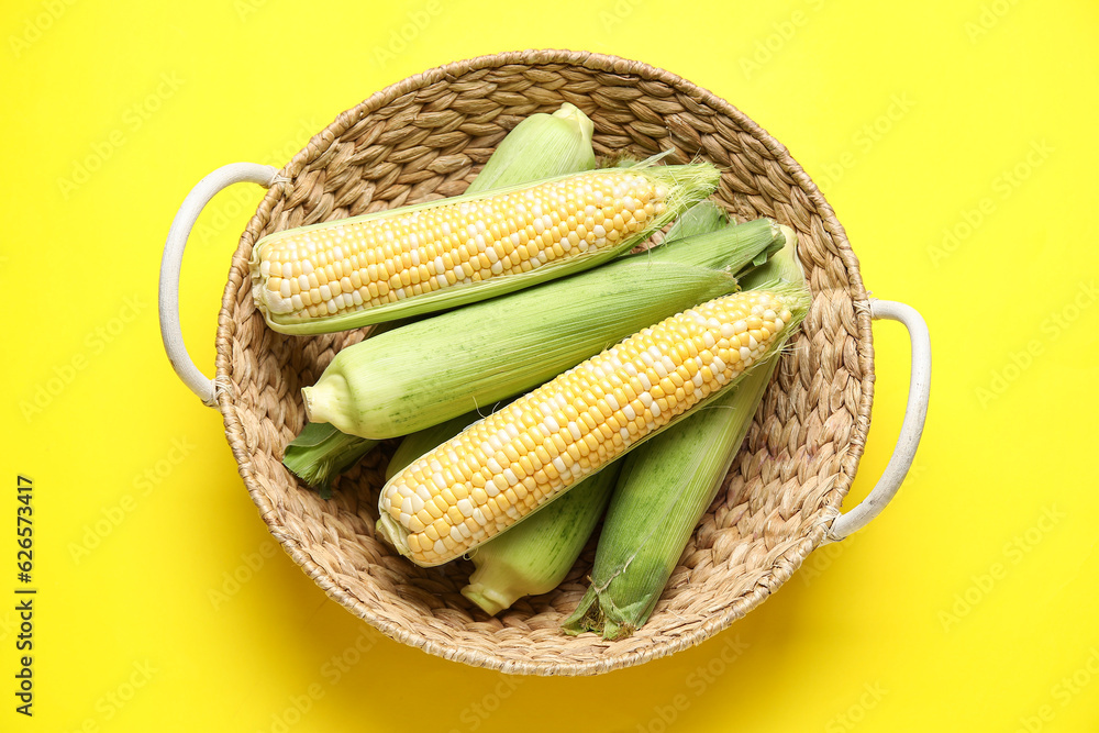 Wicker basket with fresh corn cobs on yellow background