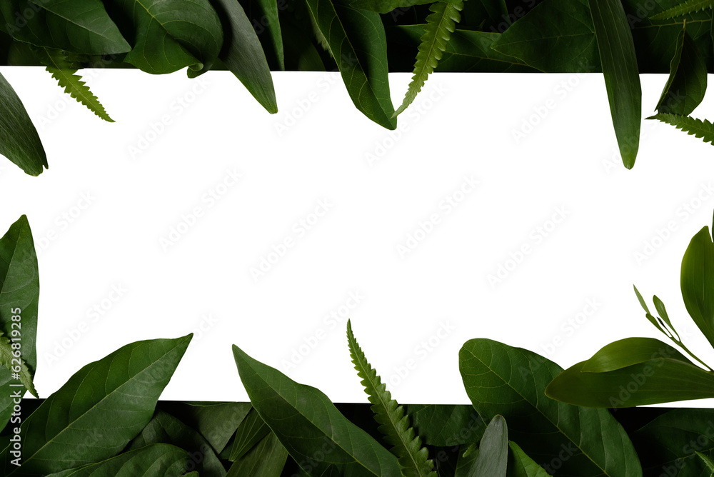 Plant leaves Green nature Tropical forest isolated on transparent background - png	