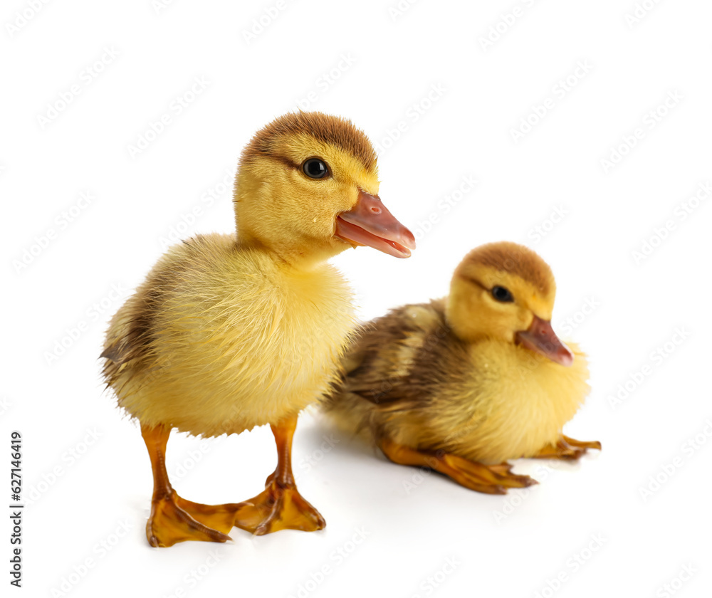 Cute ducklings on white background