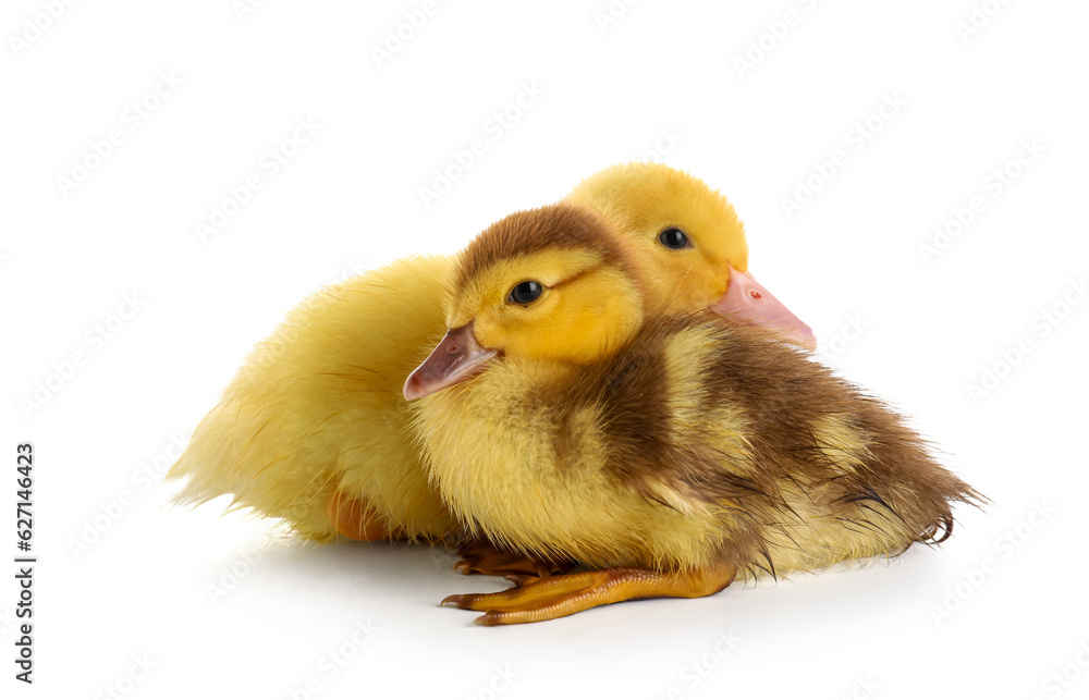 Cute ducklings on white background