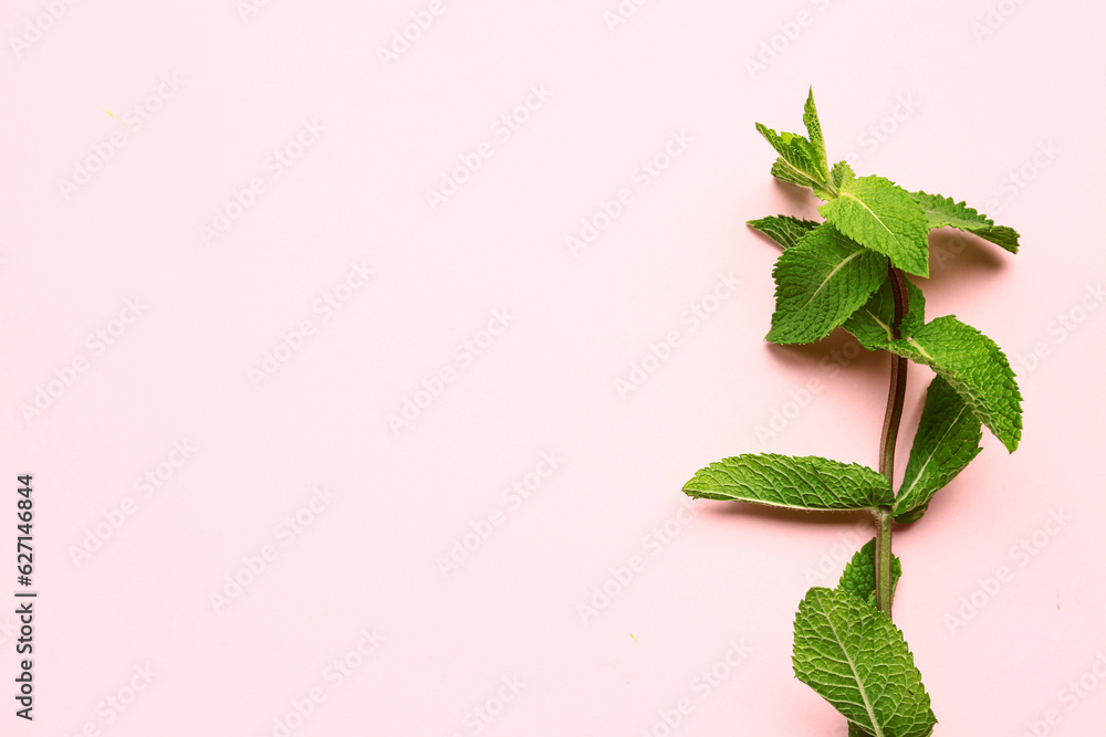 Fresh mint twig on pink background