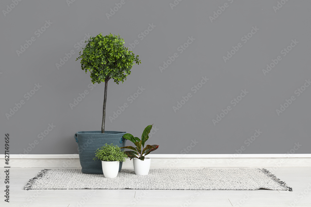 Small tree, houseplants and stylish rug near grey wall