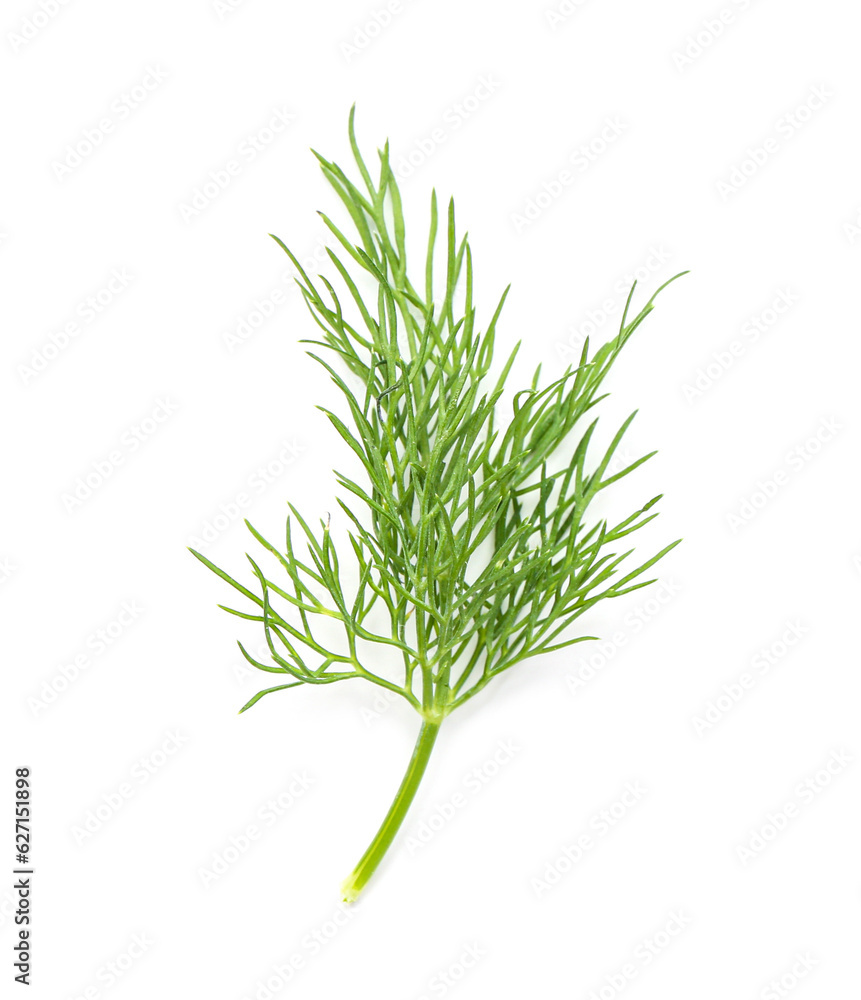 Fresh dill on white background