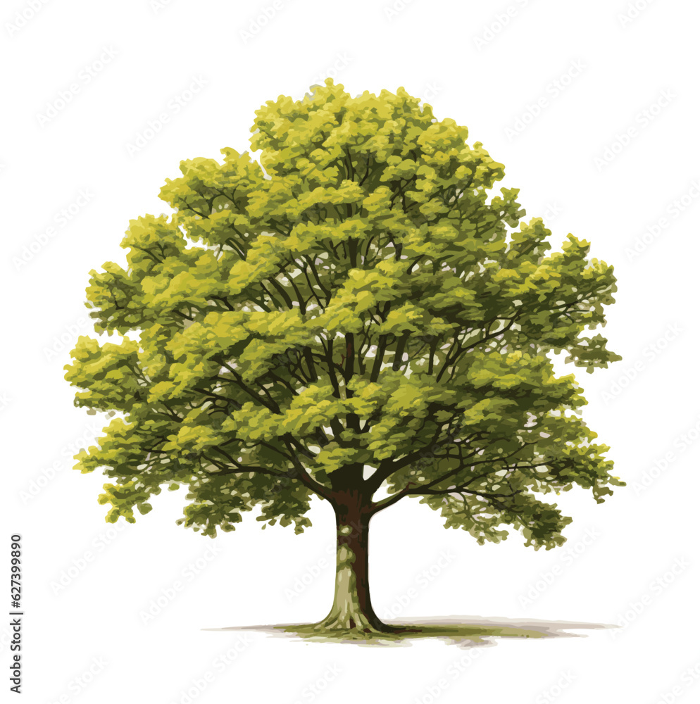 green tree isolated on white