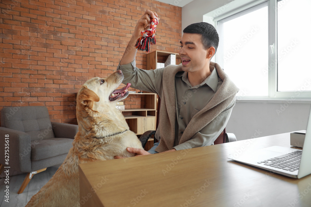 Young man playing with cute Labrador dog in office