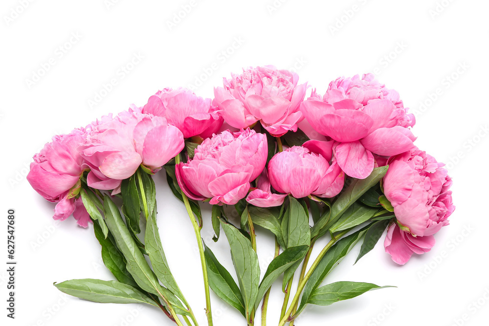 Bouquet of pink peony flowers on white background, closeup