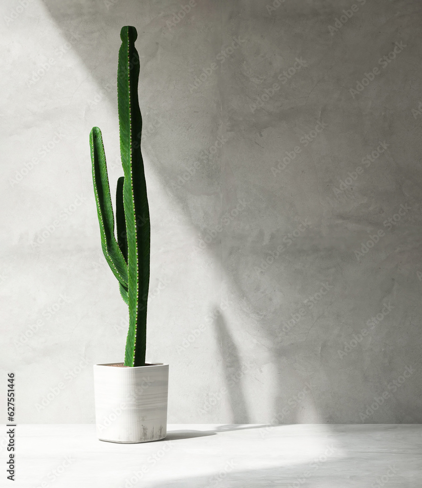 Clean, blank polished cement wall with green tall mandacaru cactus in round white pot on cement floo