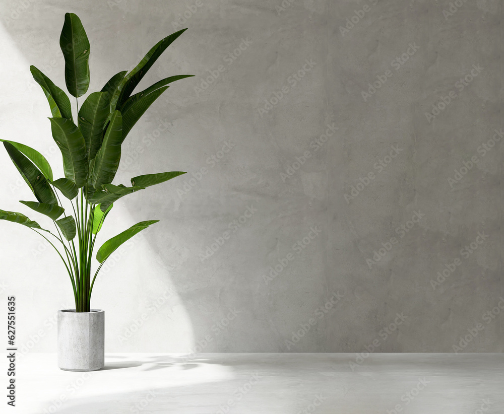 Clean, blank polished cement wall with green tropical banana tree in round gray concrete pot on ceme