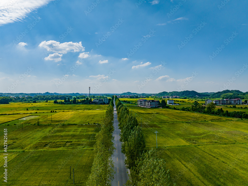 Rural rural scenery, green rice field, blue sky and white clouds, Jiangxi, China