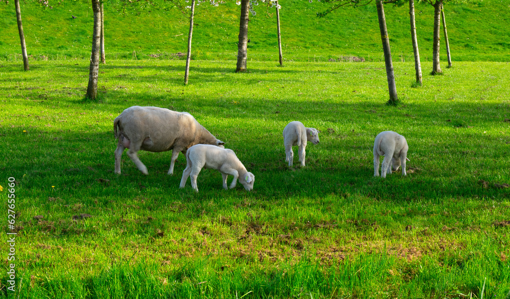 sheep graze on a green meadow