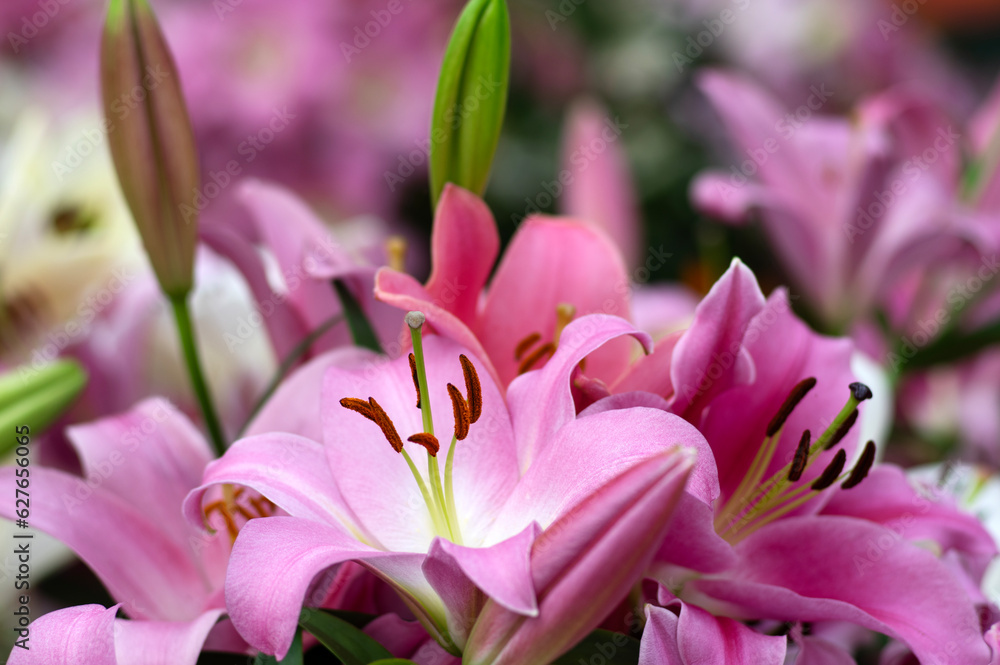 Multi-colored lily close-up