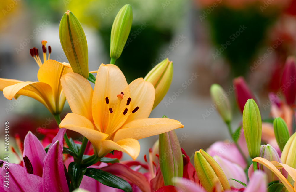 Multi-colored lily close-up